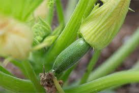 I looked online for info on how to tell the male from female flowers, so i could pollinate them. Gardenzeus Quick Tips Pollination Issues With Zucchini And Other Summer Squash