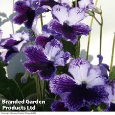 Image result for Streptocarpus leptopus