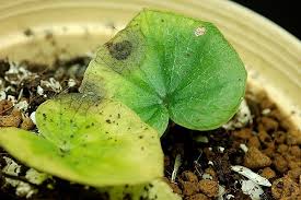 Image result for Nervilia crociformis