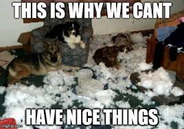 11 Dog Memes This Is Why We Can T Have Nice Things Puppy Leaks Dog Memes Cozy Dog Cozy Dog Bed