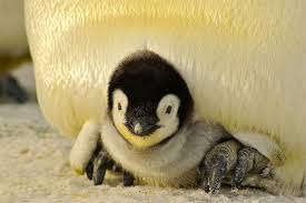 Buy or sell your youtube accounts or offer services to build subscribers to your channel and get more views for your. 240 Penguin Names Cute Funny Good And Famous Names