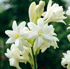 Unggul nasional dengan nama roro anteng oleh balai pengkajian teknologi pertanian jawa timur. Pin On Plants And Garden