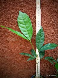 Image result for Deinbollia kilimandscharica