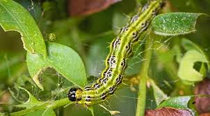 Image result for caterpillar box tree moth inside buxus plant