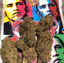 Hawaiian runtz is a slightly sativa dominant hybrid strain (60% sativa/40% indica) created through crossing the delicious hawaiian x pink runtz strains. Buy Obama Runtz Weed Strain Online Fresh And High Quality