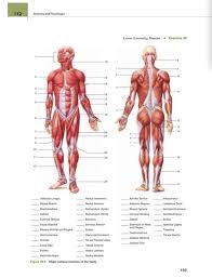 The human body generates an average of 330 btus eve. 112 Anatomy And Physiology Lower Extremity Muscles Chegg Com