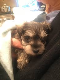 You should never buy a puppy based solely on price. Just Got A New Miniature Schnauzer Puppy Looking For A Name Also Any Tips For Taking Care Of Her She S 6 Weeks Old Schnauzers