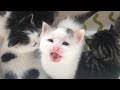 Kedi Sesi Bedava Indir Cep Indir Mobil Indir