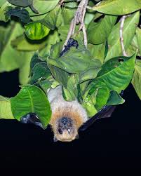 Image result for Pteris kivuensis