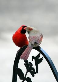 Red Birds That Look Like Cardinals Love Birds Touchn2btouched Birds Beautiful Birds Animals Beautiful