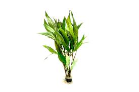 Image result for Hygrophila uliginosa