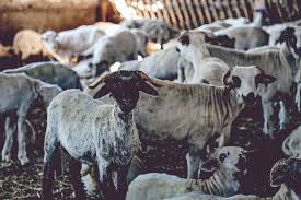 Maybe you would like to learn more about one of these? Subventii Revista Fermierului