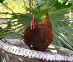 May 19, 2021 · rooster's comb (right) and hen's comb (left) the difference between a rooster's comb and wattles and a hens can be quite remarkable. Rhode Island Red Chicken Breed Guide Know Your Chickens