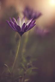 For over many years, flowers by yukie has been providing the residential and commercial clients of wilmington, de, with the best flower arrangements and gifts. Purplicious Amazing Flowers Flowers Photography Flower Pictures