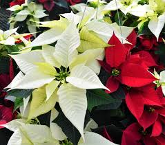 Image result for Euphorbia pulcherrima