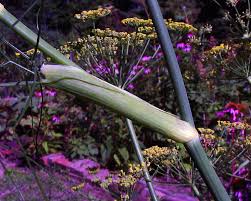 Image result for Foeniculum vulgare