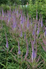 It boasts gorgeous, whorled lanceolate foliage, a central 'candelabra' inflorescence of light purple spikes, and is surrounded by later blooming lateral spikes that emerge from the leaf axils. Veronicastrum Virginicum Fascination Kandelaberehrenpreis Haussermann Stauden Und Geholze