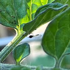 Image result for BLACKFLY ON TOMATO PLANTS