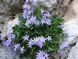Paklenica Foto Galerija Favorite Places Plants Campanula
