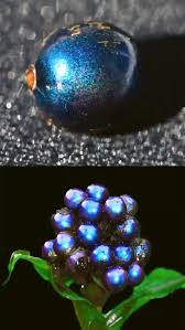 Image result for Pollia condensata