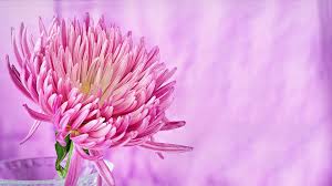 Pretty pink walls (perfect for valentine's day!). Nature S Pinkest Flower Wallpaper For Chromebook Pc Or Mac Hd