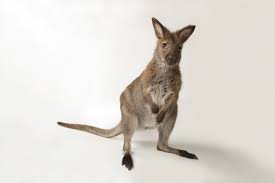 The wallaby forages for grass, fallen fruits and seeds, and leaves from low trees and bushes. Wallabies National Geographic