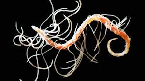 Image result for Acritochaete volkensii