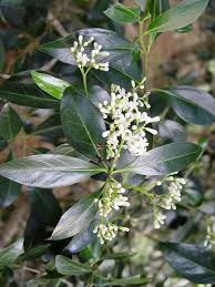Image result for Psydrax fragrantissima