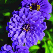Pin On Flower Pictures