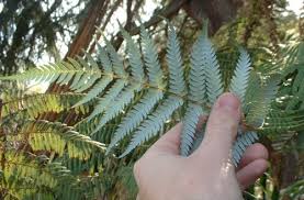 Image result for Cyathea capensis