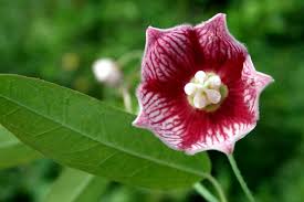 Image result for Secamone alpini