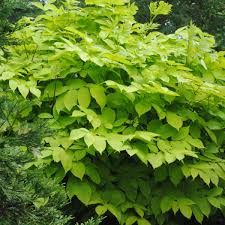 Image result for Rogiera cordata