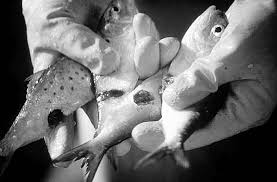 Image result for Dissotis falcipila