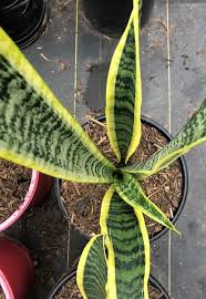 Image result for Uvaria laurentii