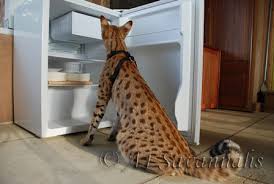 All prices are subject to change depending on quality as the kitten grows. January 2011 Scarlett S Magic A1 Savannahs