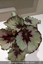 Rex Begonia Care Indoors Rex Begonias Make Wonderful Houseplants They Can Be A Little Tricky But I Ve Written An Article On House Plant Care Begonia Plants