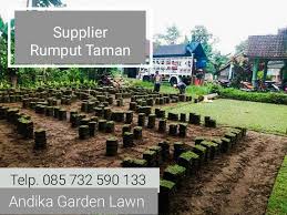 Jual rumput golf di lampung kwalitas nomer 1 bibit pilihan terbaik di indonesia wa 085851472116. Jual Rumput Jepang Terdekat 0857 3259 0133 Andika Garden Lawn Rumput Hias Rumput Jepang