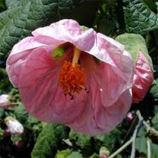Image result for Abutilon sonneratianum