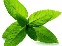 Precautions, side effects and interactions. Peppermint Health Benefits And Precautions