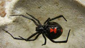 Make sure your home & yard is protected from spiders and other poisonous pests with help from orkin. Black Widows Hourglass Markings Deter Potential Predators Mental Floss