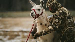Find new areas to hunt or discover things you may not know existed in your hunting spots. Top Ten Best Backcountry Hunting Gear Of 2020 Staff Picks Argalioutdoors Com