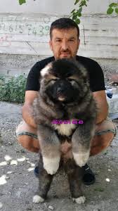 Satilik Kafkas Coban Kopegi Kafkas Coban Kopegi Kopek Kopek Turleri Yavru Kopek