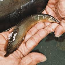 Ikan ini bisa hidup di berbagai jenis habitat meskipun cenderung menghindari air yang mengalir sangat cepat. Ikan Sili 4 Jenis Harga Makanan Cara Budidaya