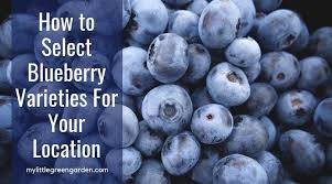 Bushes are vigorous, 2 m tall, upright and compact. How To Select Blueberry Varieties For Your Location My Little Green Garden