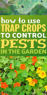 Planting pest repellant plants around your property not only helps keep pests away from those zones, you can use the leaves and flowers to ward them off elsewhere too. How To Use Trap Crops To Deter Pests In The Vegetable Garden