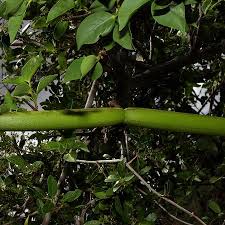 Image result for Strophanthus amboensis