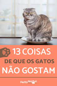13 Coisas Que Os Gatos Nao Gostam Gatos Como Cuidar De Gatos Filhotes De Gatos