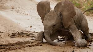 Baby elephant takes a muddy tumble