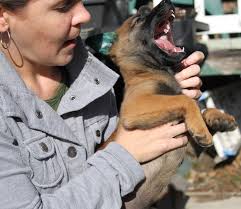 Bitey puppy Jennifer Coulter