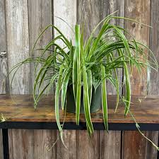 Image result for Chlorophytum lancifolium